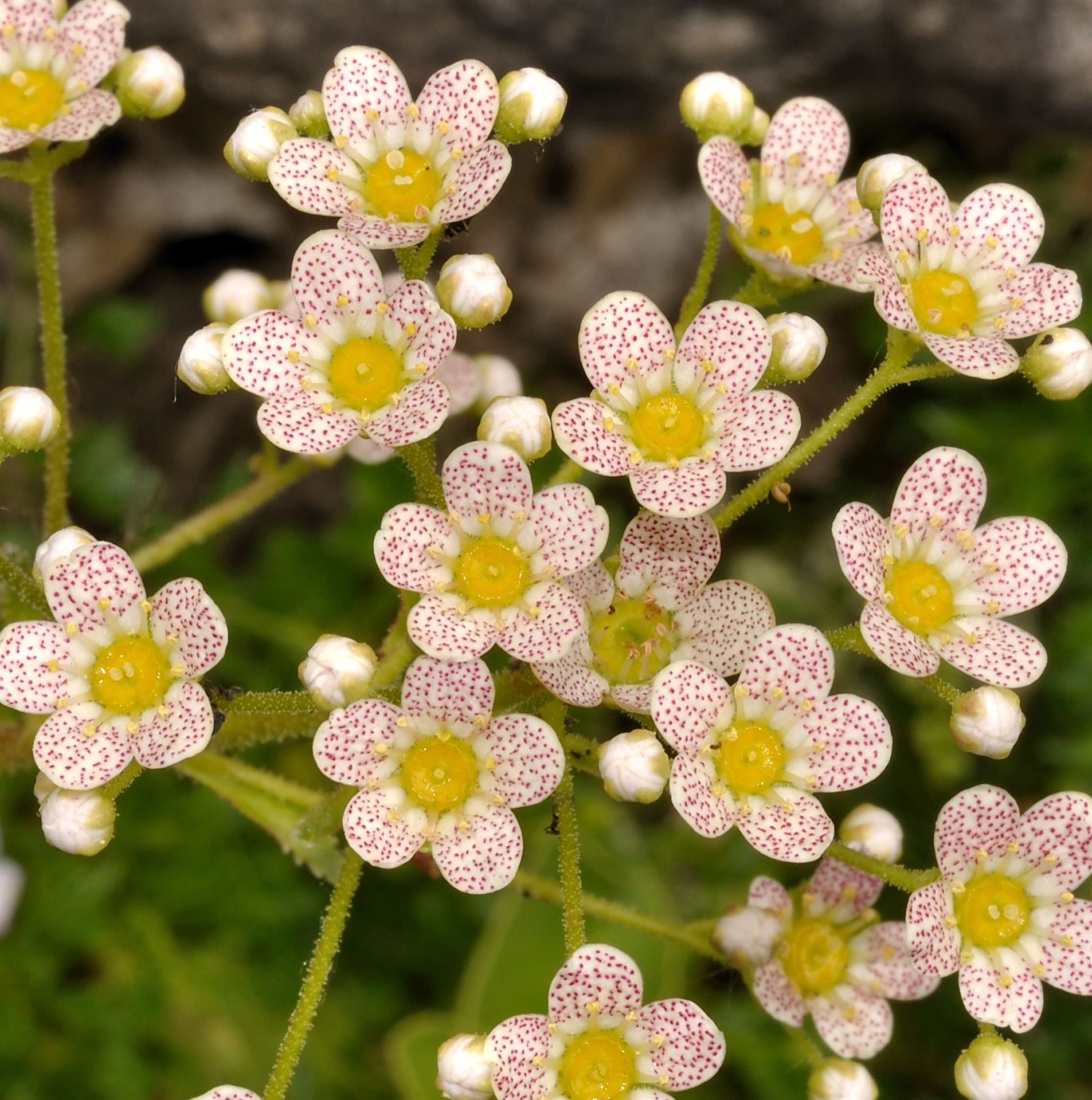 Saxifraga x churchillii